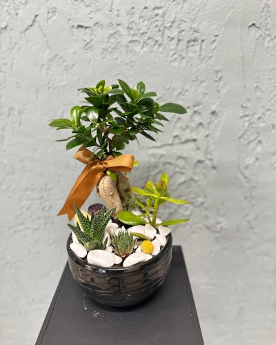BONSAİ & SUCULENT ARANJMAN