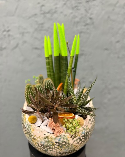 Sansevieria & Aloe Vera Seramik Aranjman
